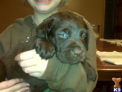 Labrador Retriever Puppies for Sale
